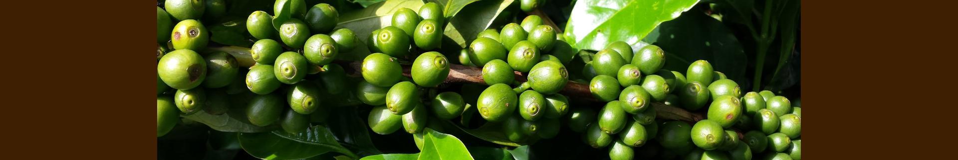 Bild zeigt Beitragsheader: Die Kaffeepflanze