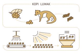 Bild zeigt Beitragsbild 1 zum Thema: Kopi Luwak - Der teuerste Kaffee der Welt